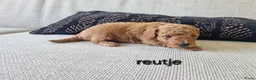 Poedel Toy honden te koop: Toypoedel pups - Advertentie 8