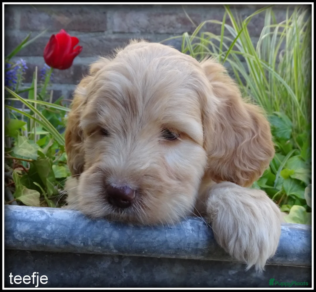 Labradoodle honden te koop: Labradoodle medium pups - Advertentie 1