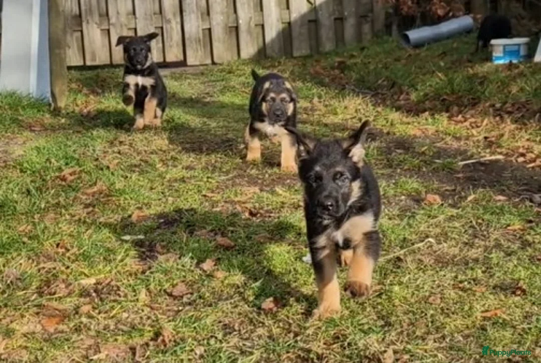 Duitse Herder honden te koop: Topkwaliteit Duitse Herder Pups - Advertentie 9