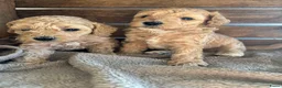 Kruising honden te koop: Australian Labradoodle multigen mini/medium - Advertentie 6
