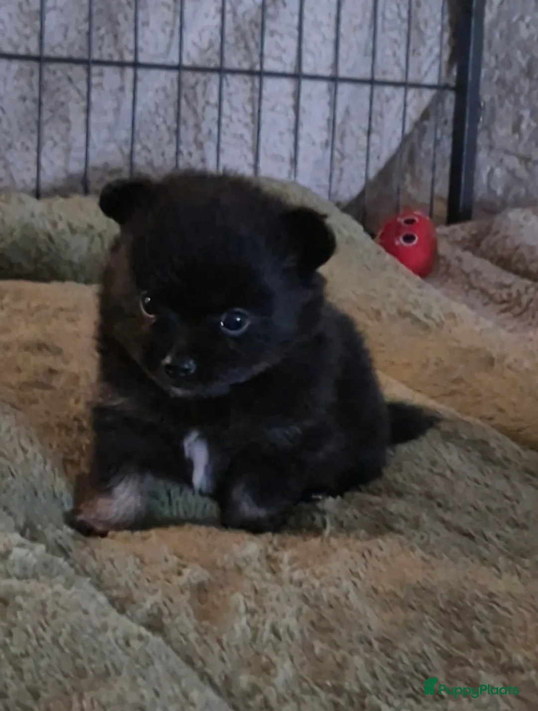 Pomchi honden te koop: Knappe reu - Advertentie 4