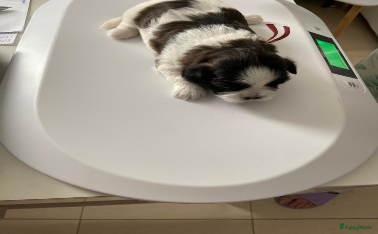 Shih Tzu honden - Advertentie 11