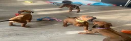 Rhodesian Ridgeback honden te koop: Pups met stamboom Rhodesian Ridgeback  - Advertentie 8