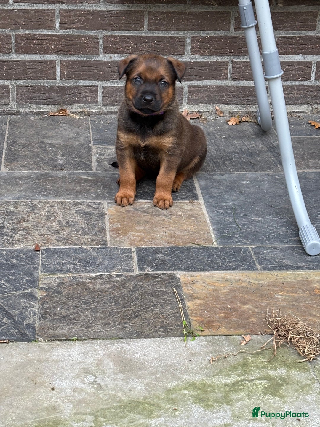 Kruising honden te koop: Mechelse herder & rotweiler - Advertentie 11