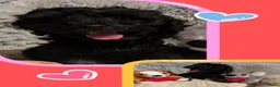 Labradoodle honden te koop: Toy Poedel 🐕 Doodle Mini 🐕 OudersGetest ! - Advertentie 10