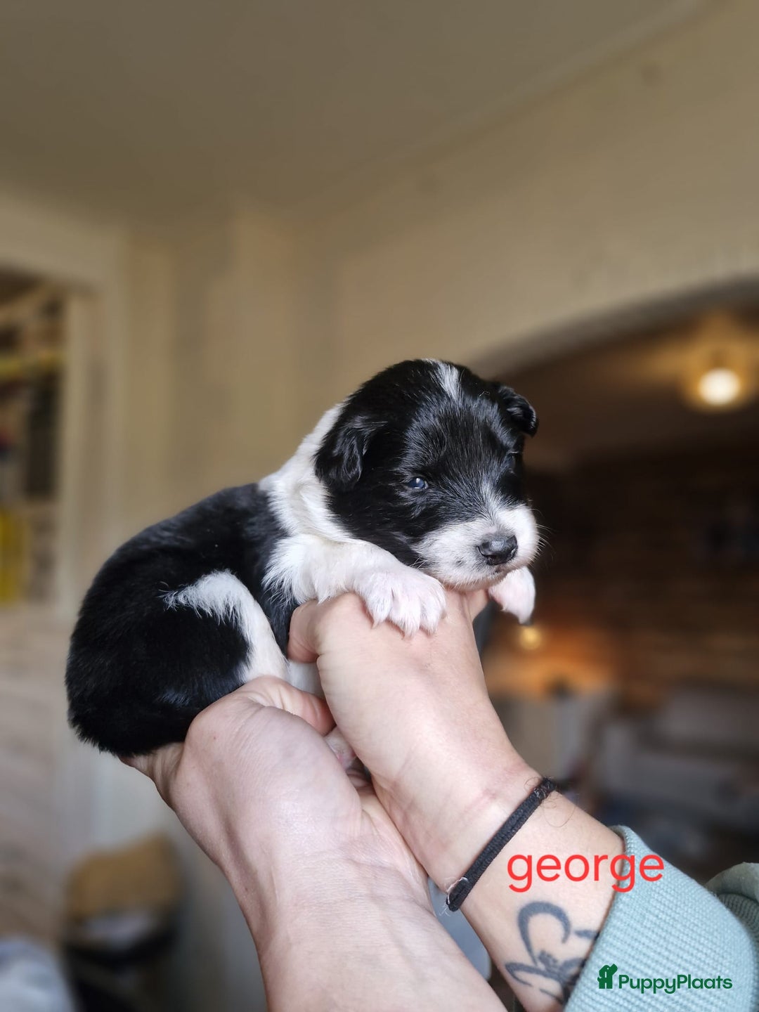 Kruising honden te koop: Zachtaardige Samollie  - Advertentie 5