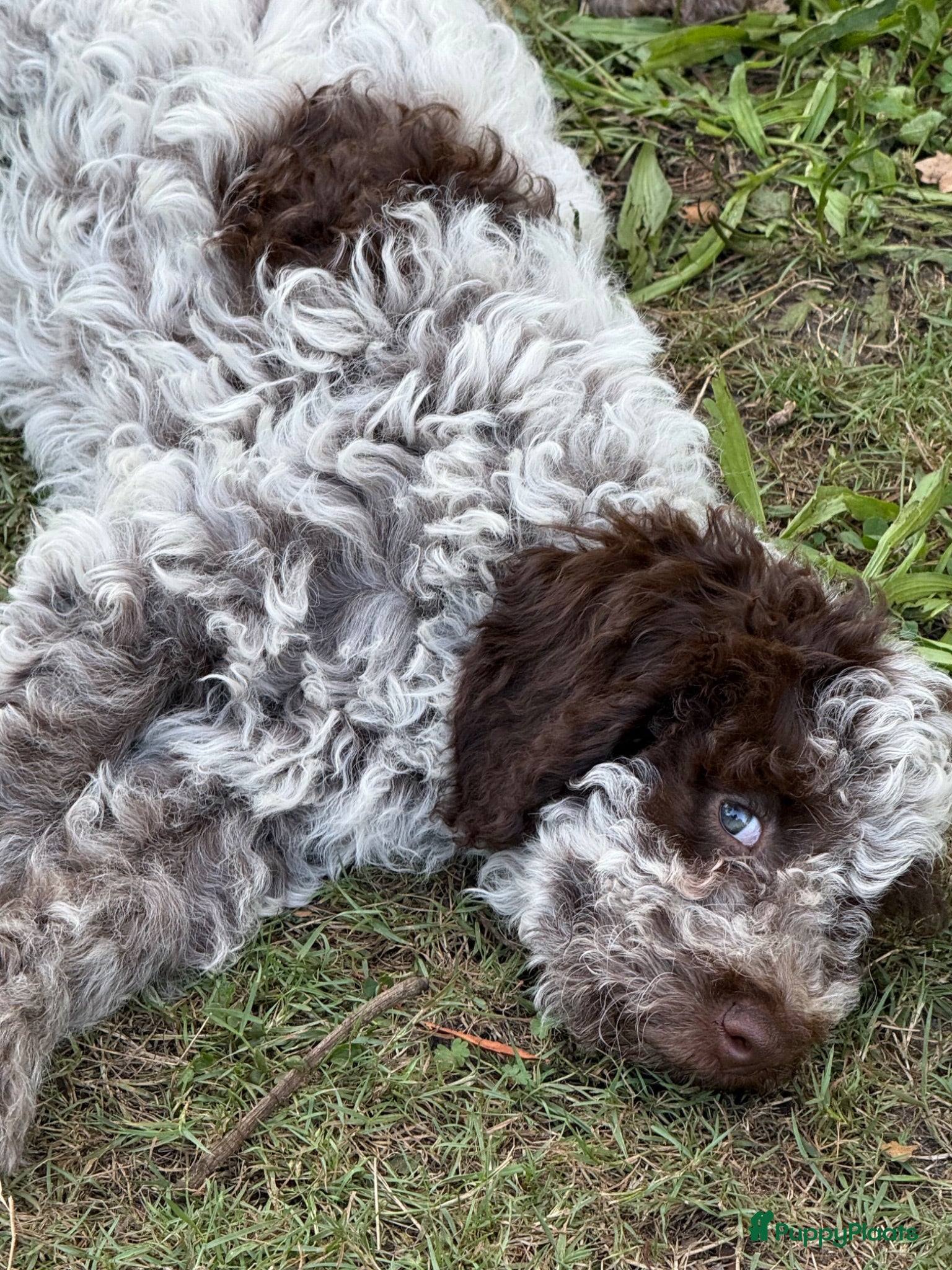 Lagotto Romagnolo honden Italiaanse waterpuppy's - Advertentie 2