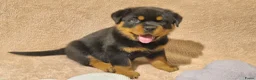 Rottweiler honden te koop: Nog 5 Rottweiler pups uit de volgende combinatie: - Advertentie 12