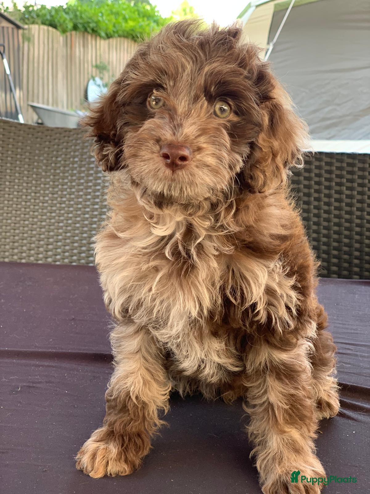 Labradoodle honden prachtige Labradoodle pup mag nu verhuizen - Advertentie 4