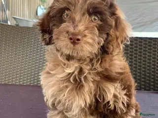 Labradoodle honden prachtige Labradoodle pup mag nu verhuizen - Advertentie 4