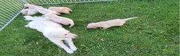 Golden Retriever honden te koop: Golden Retriever pup met stamboom - Advertentie 2