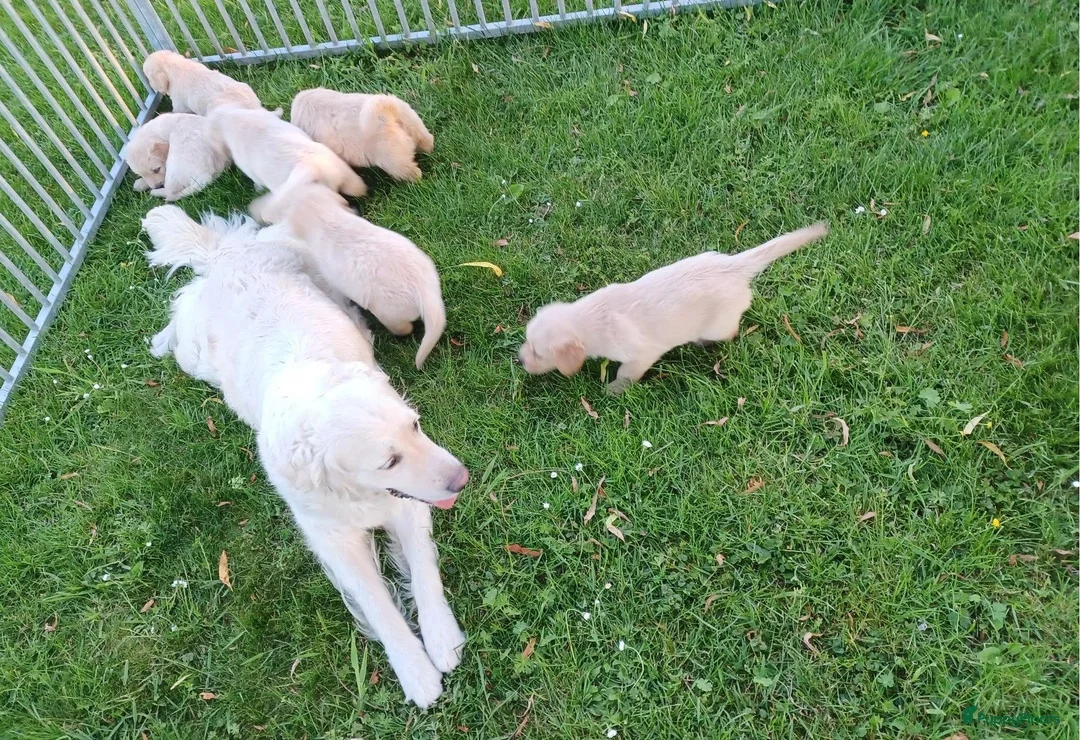 Golden Retriever honden te koop: Golden Retriever pup met stamboom - Advertentie 2