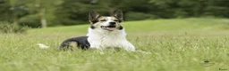 Border Collie honden te koop: Mooie, lieve en gesocialiseerde border collie - Advertentie 29