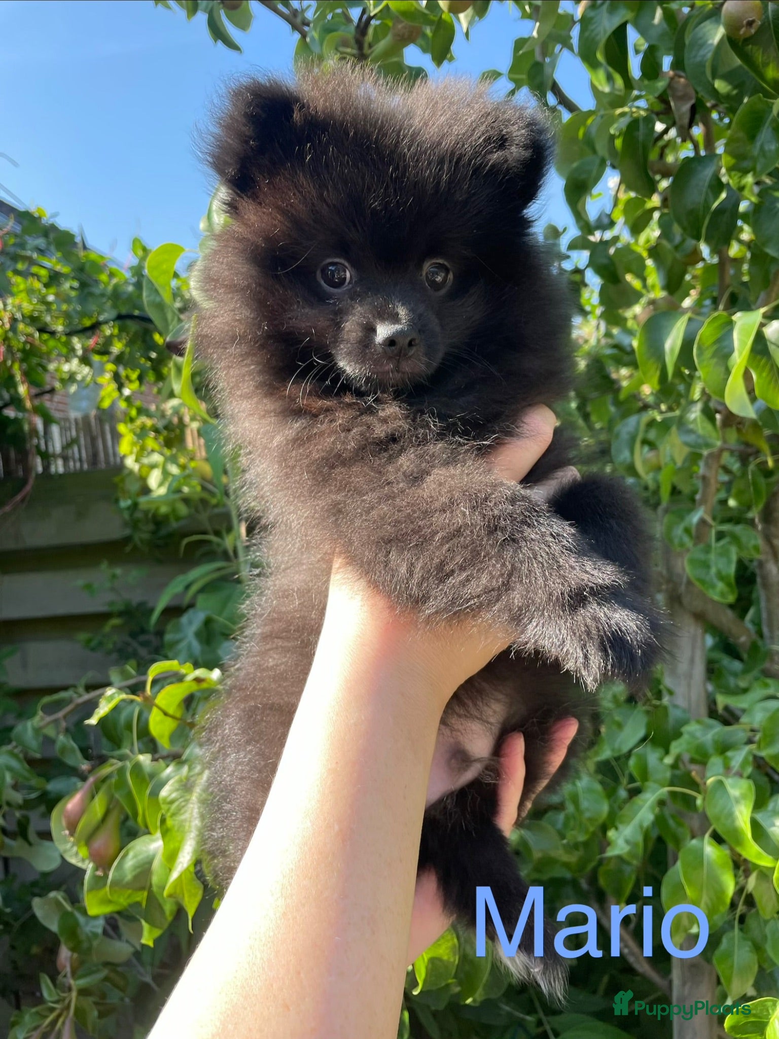 Pomeriaan honden 2 Prachtige Pomeriaan/dwergkees pups.(Reutjes)💙💙 - Advertentie 8
