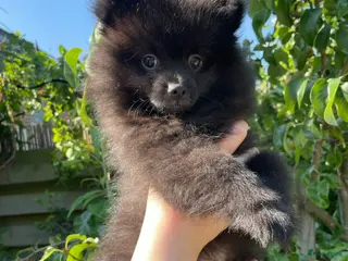 Pomeriaan honden 2 Prachtige Pomeriaan/dwergkees pups.(Reutjes)💙💙 - Advertentie 8