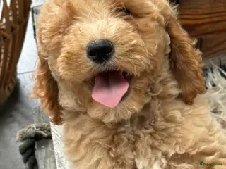 Labradoodle honden Labradoodle - Advertentie 5