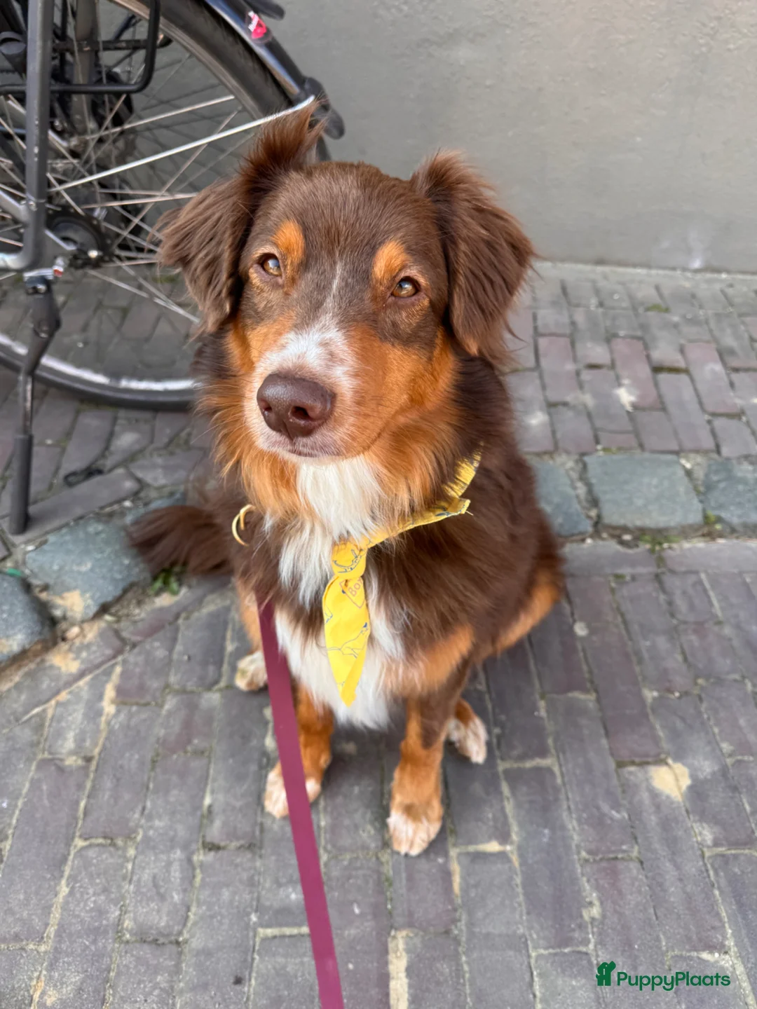 Kruising honden te koop: Toller x Australian Shepherd puppy’s - Advertentie 1