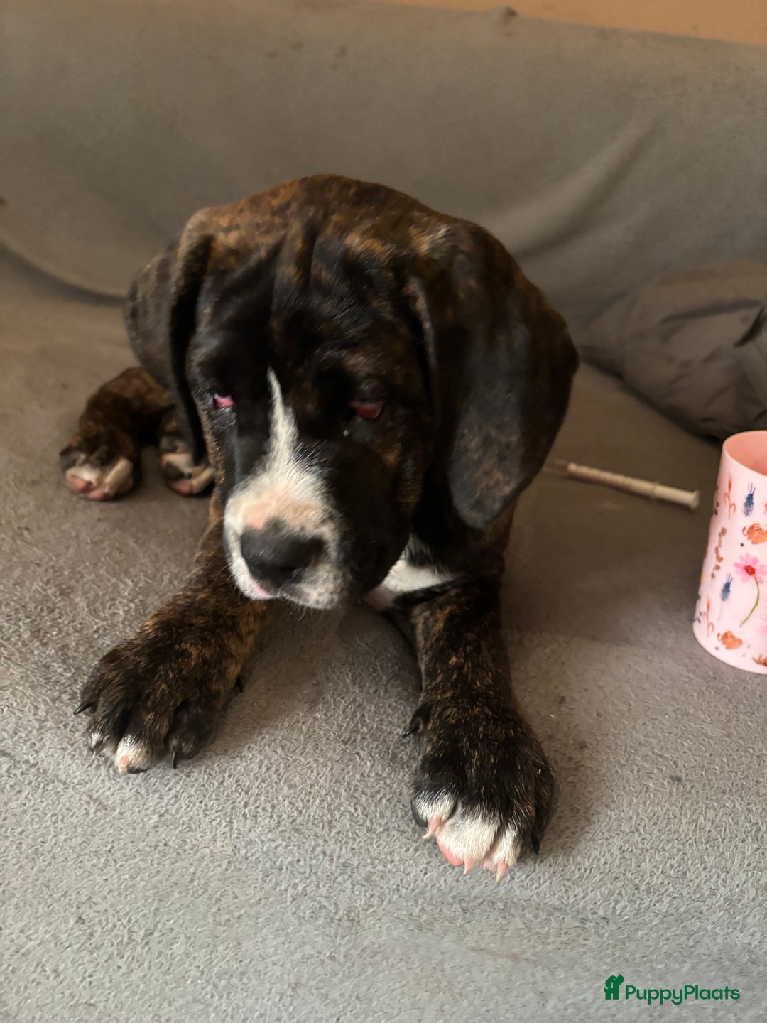 Kruising honden te koop: Mooie Presa/Fila 🥰 mastiff pups zoeken personeel  - Afbeelding 14