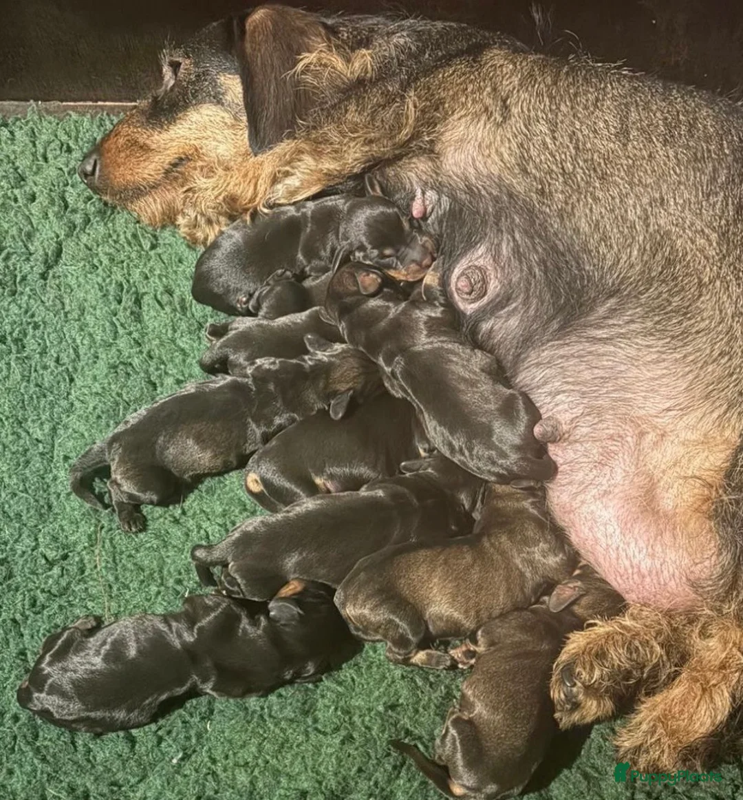 Ruwhaar Teckel honden te koop: Prachtige ruwhaar standaard pups  - Advertentie 1