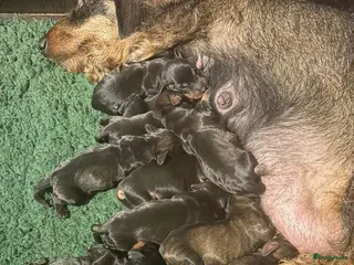 Ruwhaar Teckel honden Prachtige ruwhaar standaard pups - Advertentie 1