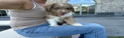 Kruising honden te koop: Miniature australian doodles  - Advertentie 13