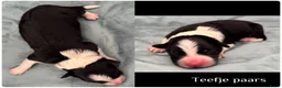 Border Collie honden te koop: Border collie pups met FCI stamboom - Advertentie 19
