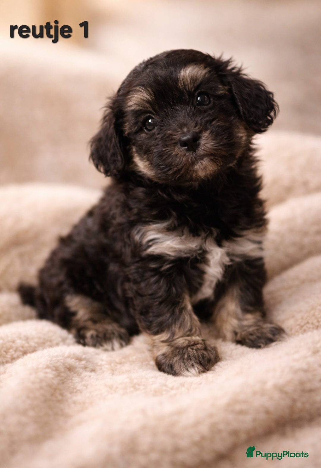 Shih Tzu honden Super mooi gezonde boomer pups. - Advertentie 1