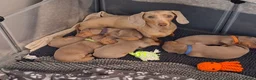 Teckel (korthaar)  honden te koop: Kaninchen x Dwerg teckel pups, kleur Isabel tan! - Advertentie 7