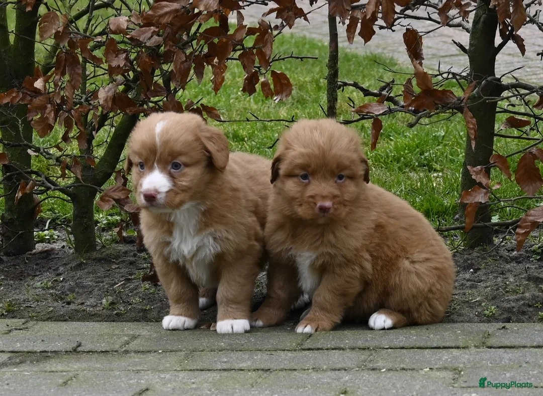 Nova Scotia Duck Tolling Retriever honden te koop: Speelse Nova Scotia Duck Tolling Retriever pups  - Advertentie 7