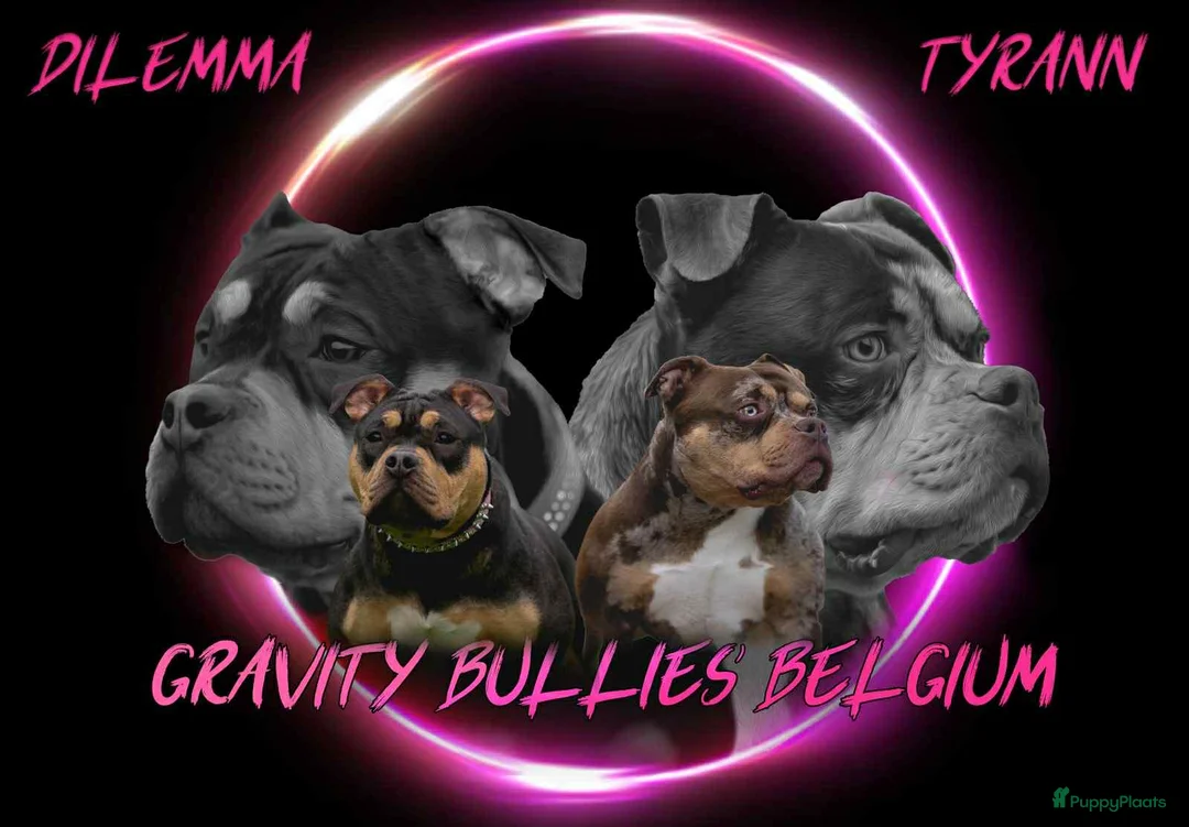 Amerikaanse Bully honden te koop: American Bully pocket pup verwacht  - Advertentie 18