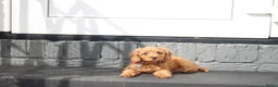 Kruising honden te koop: Prachtig mini Australian labradoodle pupjes - Advertentie 15