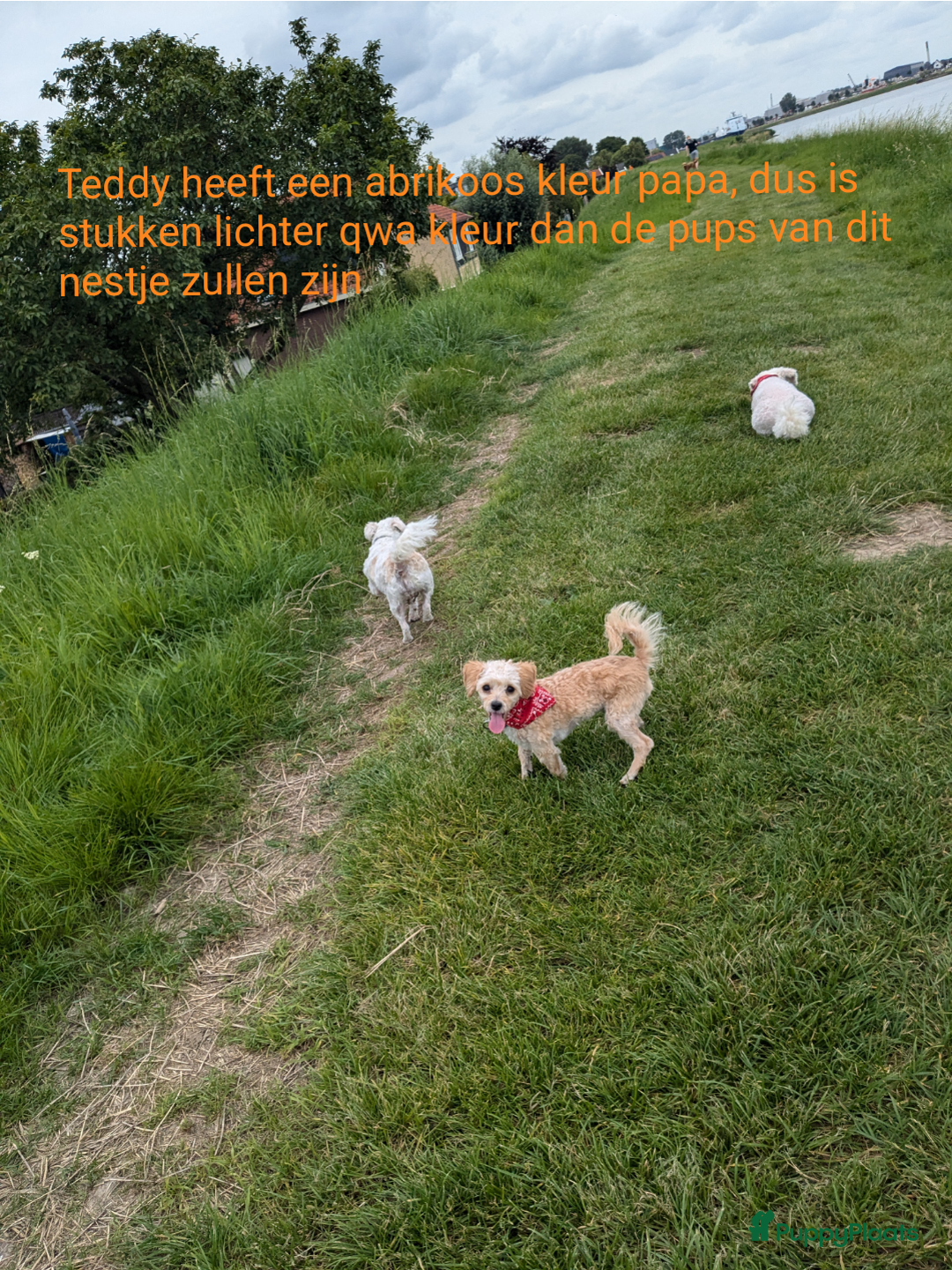 Maltipoo honden te koop: Maltipoo F1b worden rond kerst geboren 🥰 !  - Advertentie 22