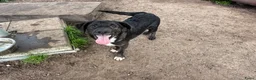 Kruising honden ter adoptie: Apollo - Advertentie 3