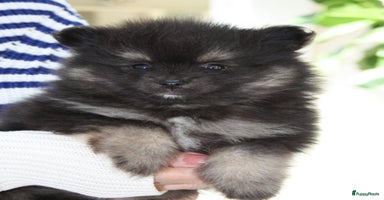 Pomeriaan honden - Advertentie 16