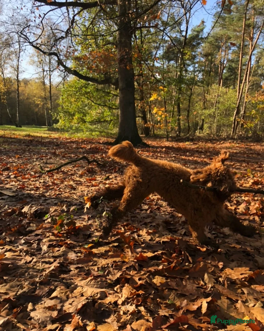 Labradoodle honden ter dekking: KNAPPE AUSTRALIAN LABRADOODLE DEKREU in Breda - Advertentie 20