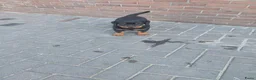 Rottweiler honden te koop: Rottweiler pups - Advertentie 10