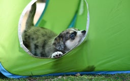Australian Shepherd honden te koop: Australian Shepherd x Kelpie Pups in Maashees - Afbeelding 23
