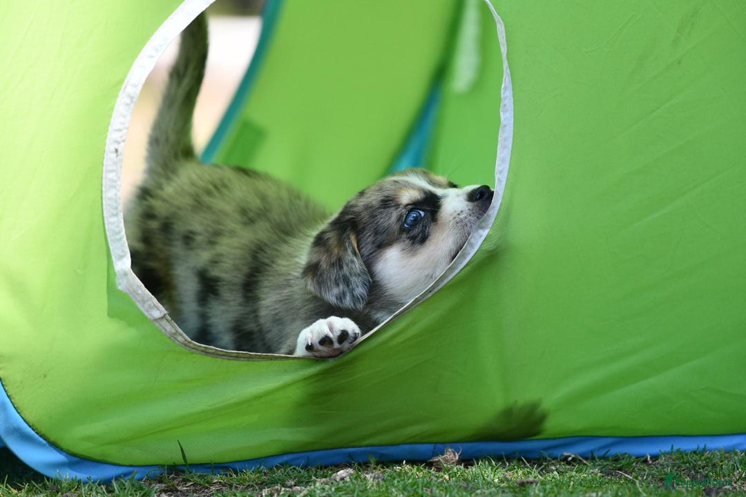 Australian Shepherd honden te koop: Australian Shepherd x Kelpie Pups in Maashees - Afbeelding 23