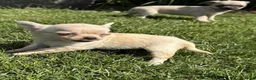 Chihuahua honden te koop: Kleine Chihuahua pups - Advertentie 3