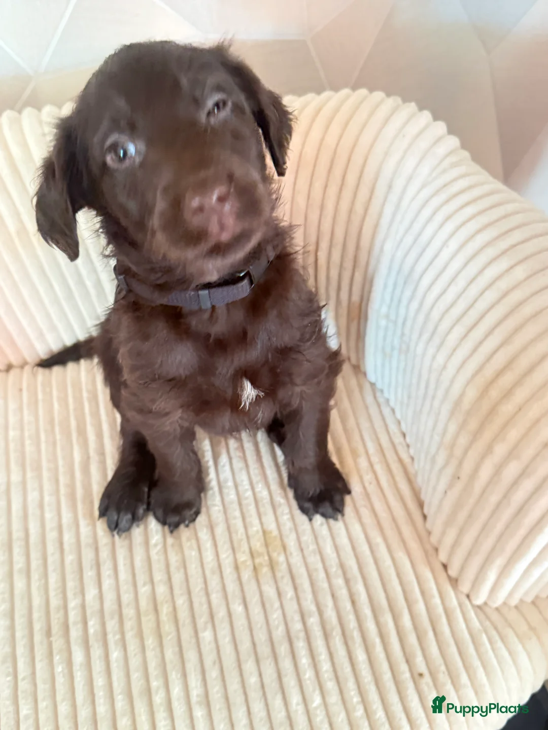 Labradoodle honden te koop: Hele mooie labradoodle puppy’s  - Advertentie 2