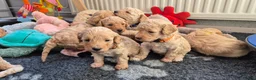 Cockapoo honden te koop: Kleine maat cockapoo pups - Advertentie 19