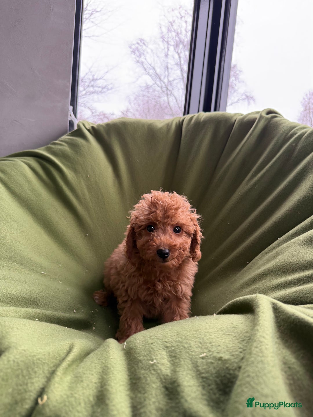 Labradoodle honden te koop: Mini Doodle (Dwergpoedel x Labradoodle) pups - Advertentie 3