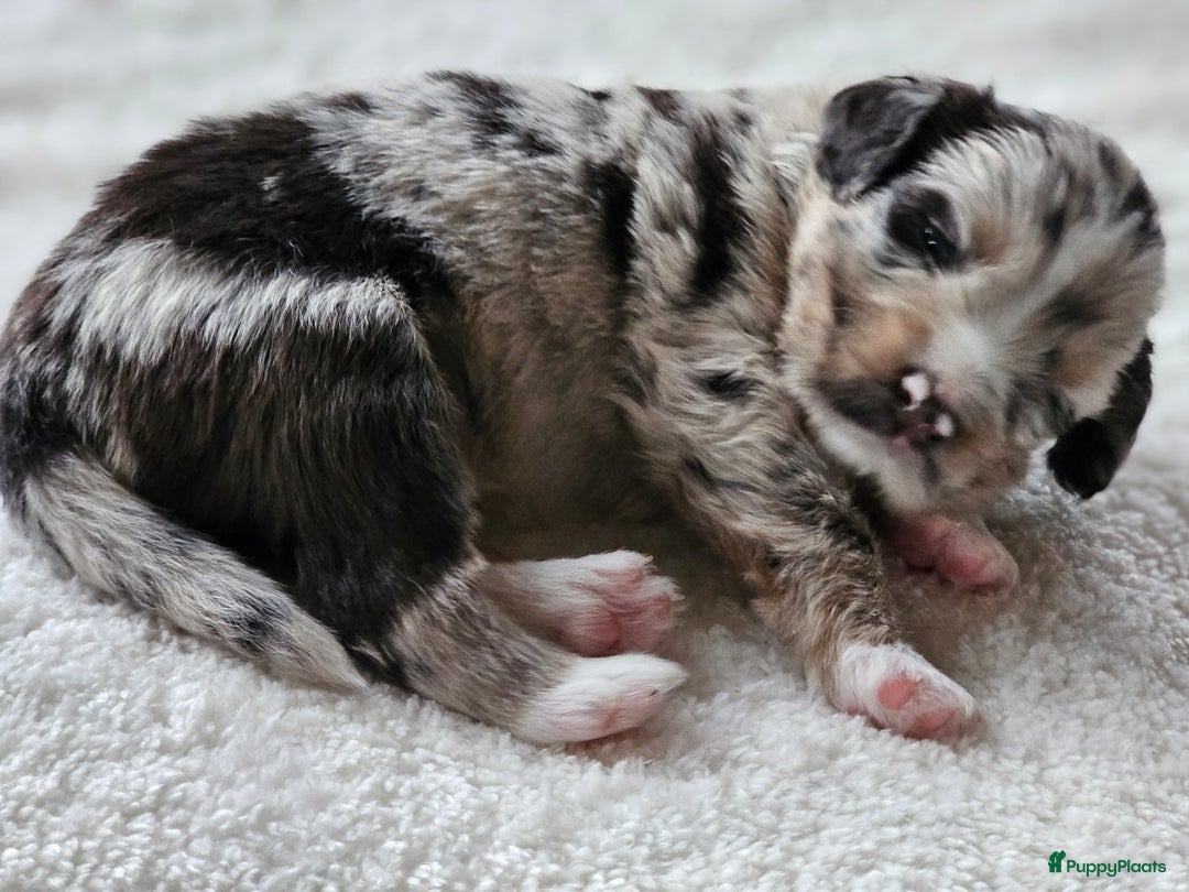 Kruising honden te koop: 🐾 Labradoodle x Australische Herder Pups 🐾 - Advertentie 9