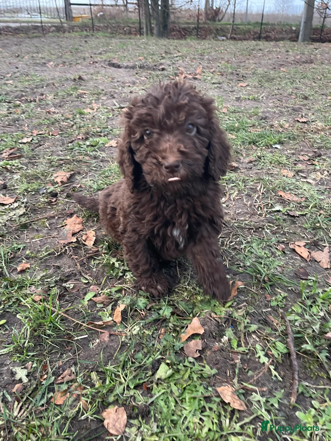 Labradoodle honden te koop: Mooie chocolade Labradoodle pups - Advertentie 5