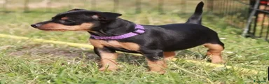 Dwergpinscher Puppy 4