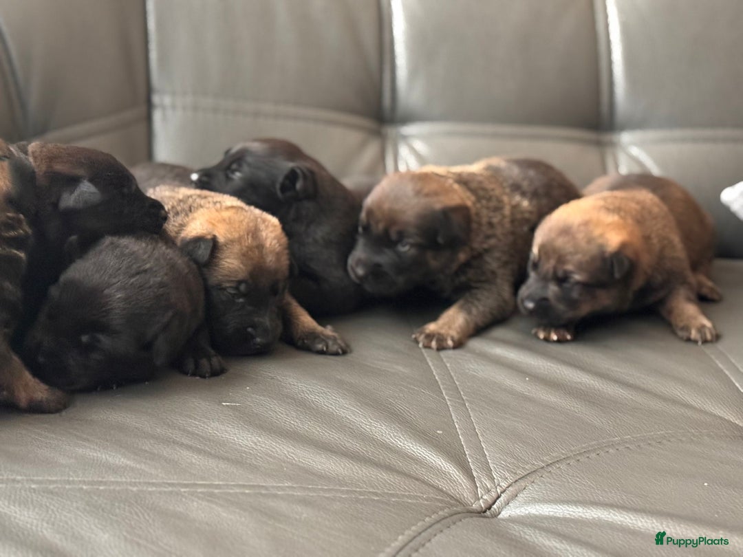 Mechelse Herder honden te koop: Pups van Mechelse en Siberische helders - Advertentie 8