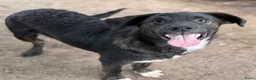 Kruising honden ter adoptie: Apollo - Advertentie 2