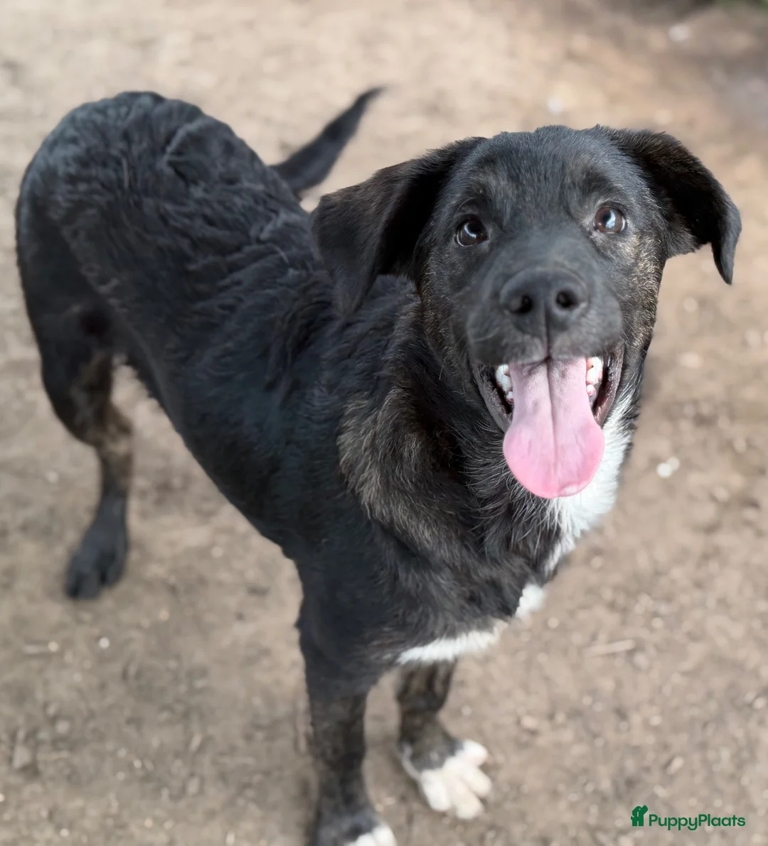 Kruising honden ter adoptie: Apollo - Advertentie 2