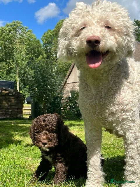 Lagotto Romagnolo honden Prachtige Lagotto Romagnola pups  - Advertentie 6