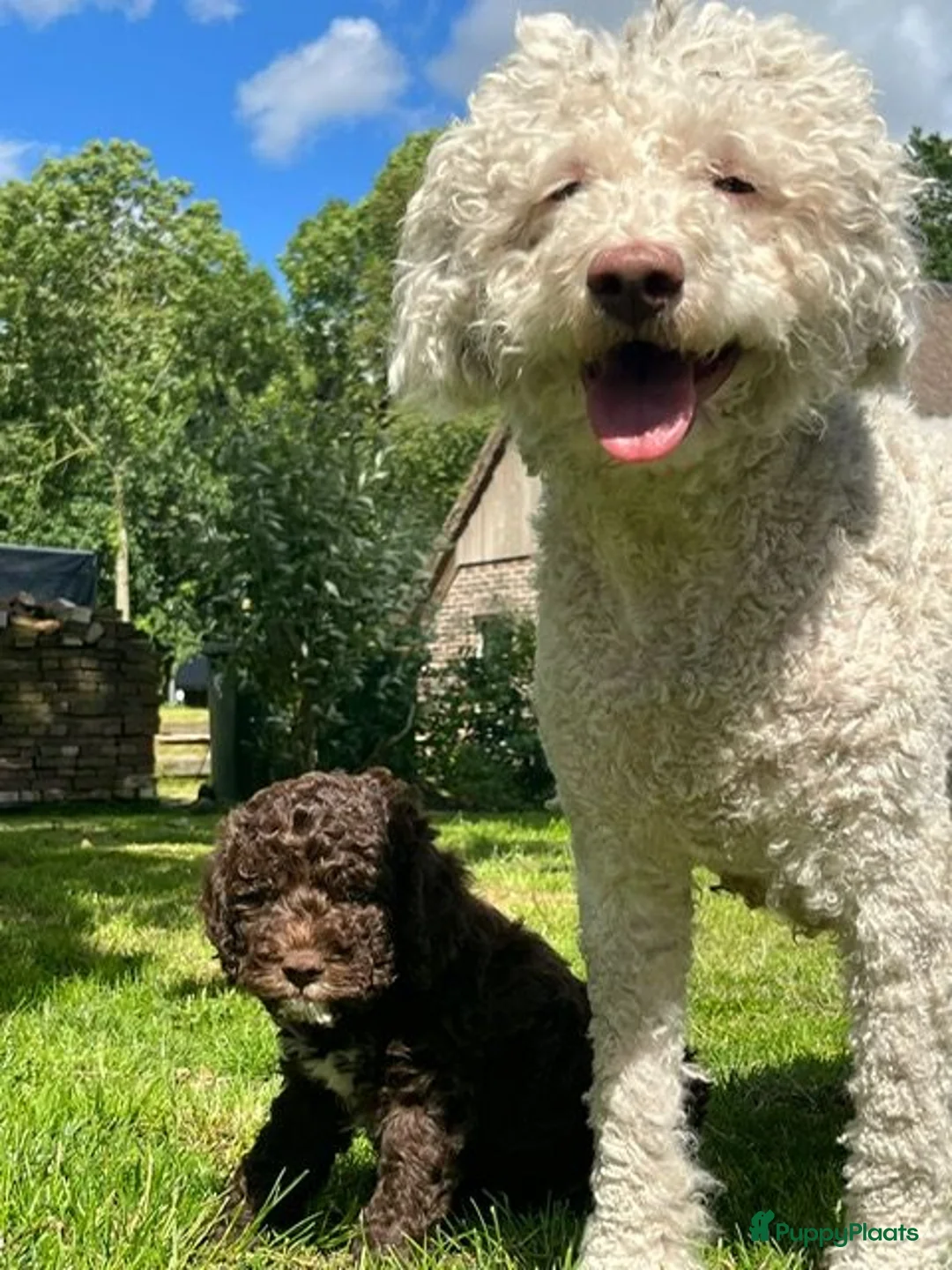 Lagotto Romagnolo honden te koop: Prachtige Lagotto Romagnola pups  - Advertentie 1